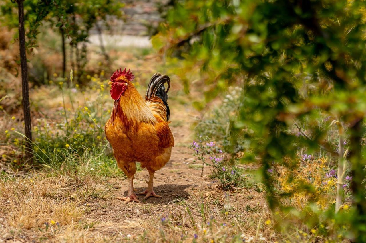 Agrikea Aparthotel Korissia  Bagian luar foto